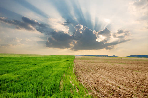 поле в весеннее время с двумя участками различных стадий роста урожая и большим облаком с солнечными лучами, поступающими через - coming second стоковые фото и изображения
