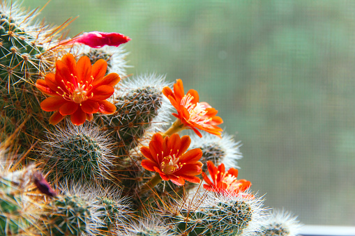 Cactus Aylostera with red flower and white prickles.
