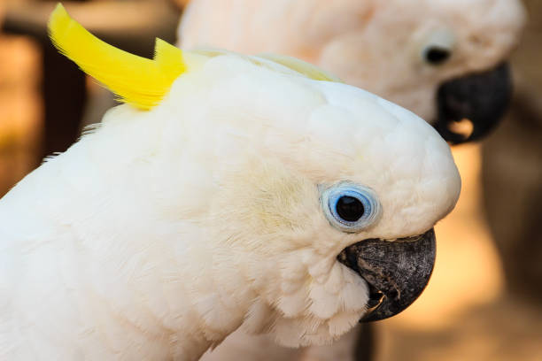 istock Cute White Cockatoo4 900966572