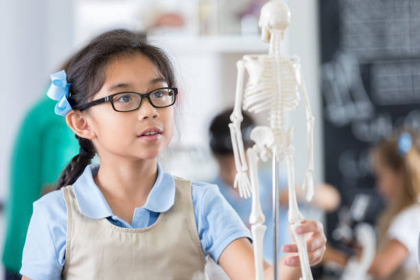 estudiante de biología se ve en el modelo de esqueleto humano - anatomy classroom human skeleton student fotografías e imágenes de stock