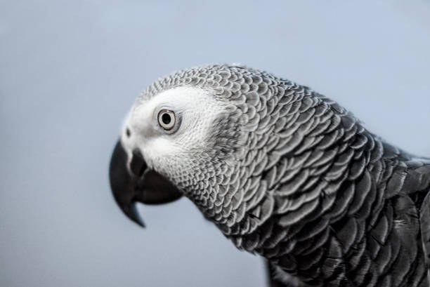 istock Side portrait of an African Grey Parrot 900969402