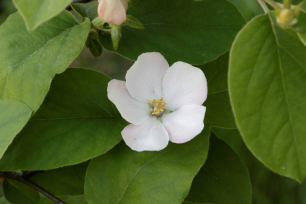 istock Cydonia oblong blossom. 900969658