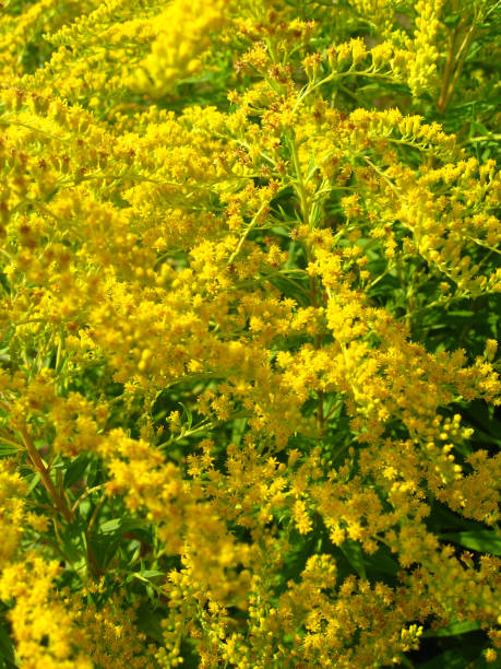 istock Goldenrod yellow meadow flowers 900972410