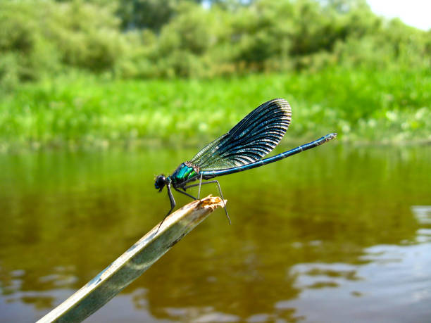 istock dragonfly sitting on the branch 900972440