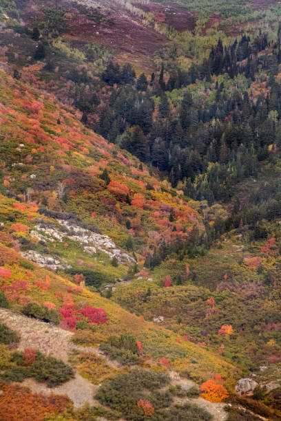 istock utah autumn leaves 900972522