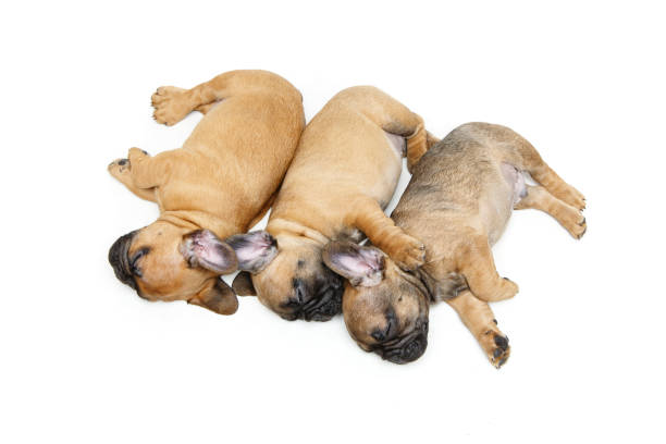 istock french bulldog puppies sleeping 900972940