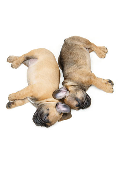 istock french bulldog puppies sleeping 900973754