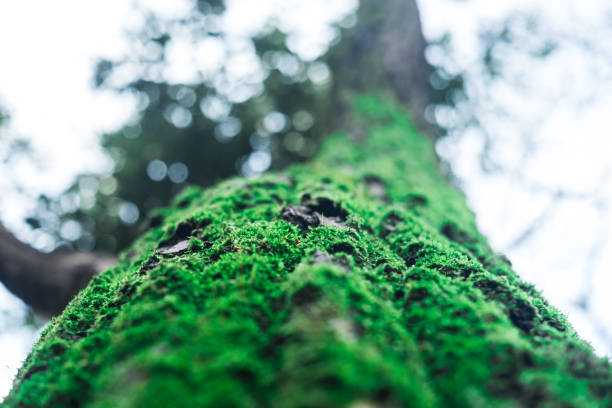 istock Green moss in the sunlight, moss close up, macro. Moss grows on the tree, beautiful background of moss. 900979438