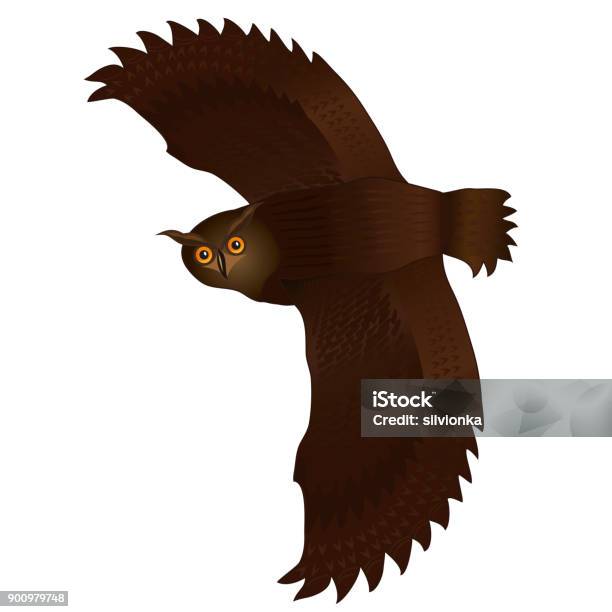 Flying Owl Isolated Over White Stock Illustration - Download Image Now - Flying, Kite - Bird, Owl