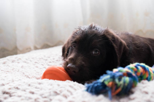 istock Chocolate Labradoodle Puppy Lying Down 900982184
