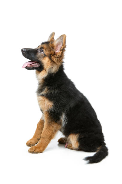 istock beautiful german shepard puppy 900987508