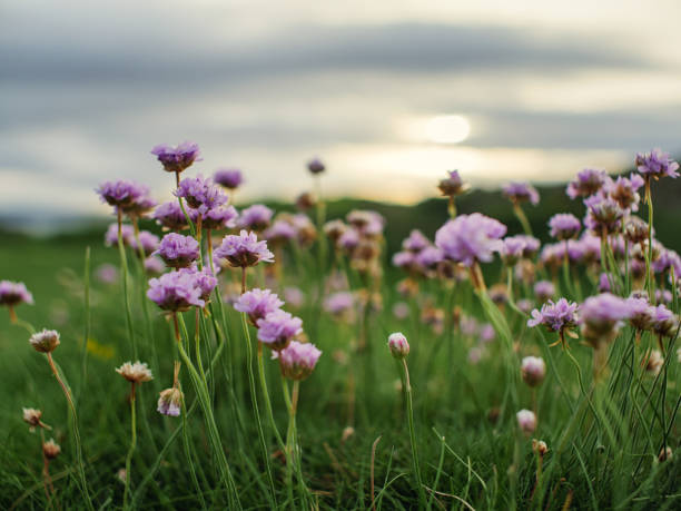 istock Summer flower against sunset background 900989628