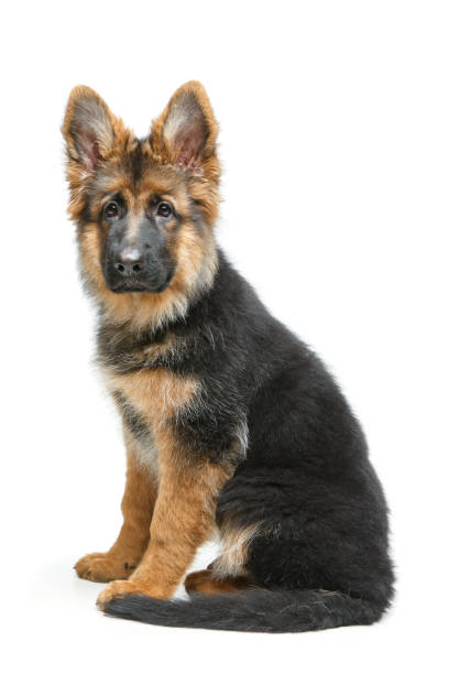 istock beautiful german shepard puppy 900989632