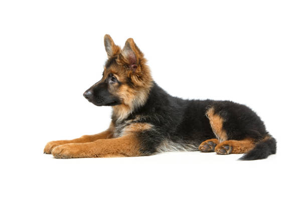 istock beautiful german shepard puppy 900989720