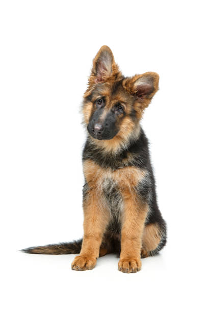 istock beautiful german shepard puppy 900989872