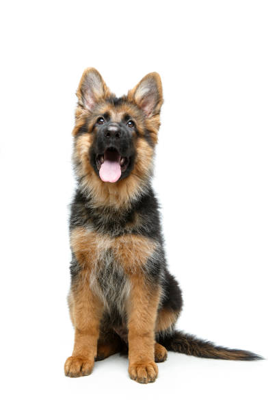 istock beautiful german shepard puppy 900990104