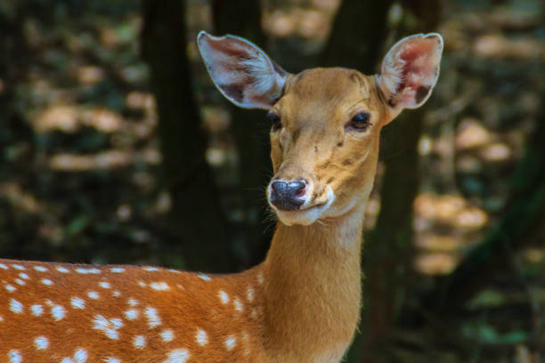 istock Cute Chital or Spotted Deer doe (Axis axis) in the open park 900990484