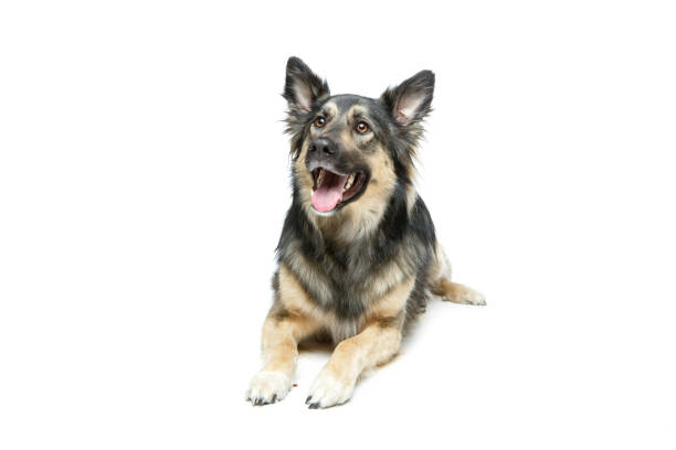 beautiful mixed breed dog isolated on white. copy space.