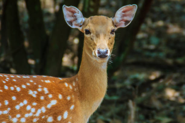 istock Cute Chital or Spotted Deer doe (Axis axis) in the open park 900990562