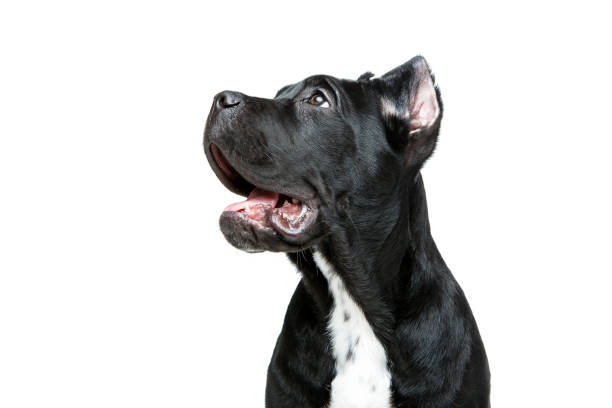 istock beautiful cane corso puppy 900990764