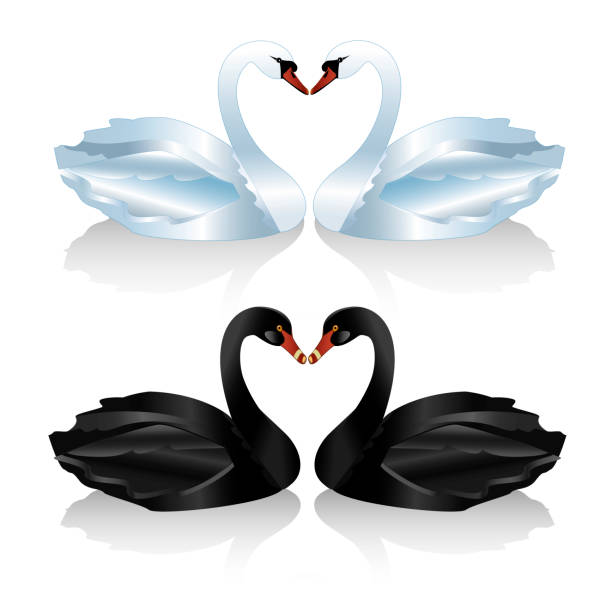 500+ Black Swan Event Stock Photos, Pictures & Royalty-Free Images