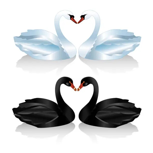 Vector illustration of Set of white and black swans