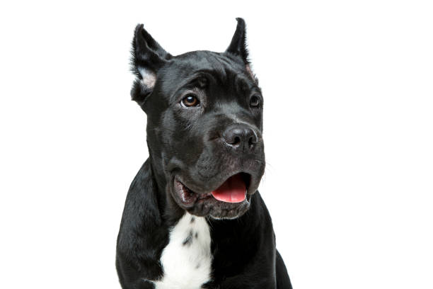 istock beautiful cane corso puppy 900990950