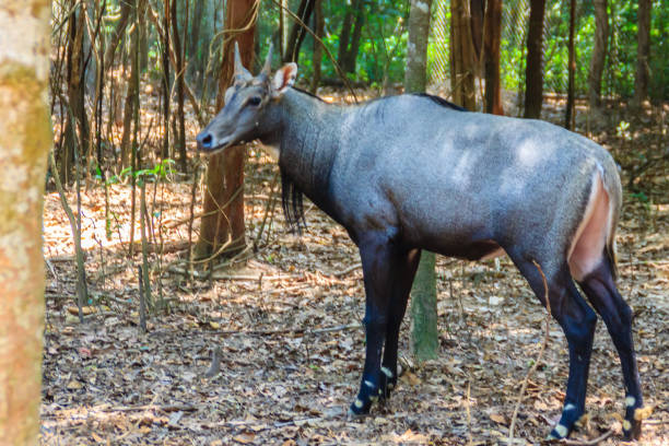 Cute Nilgai (Boselaphus tragocamelus), also known as the nilgau or blue bull.
