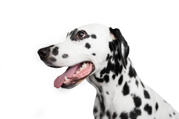 dalmatian dog portrait in profile. isolated on white background - ravena imagens e fotografias de stock