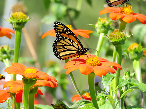 Monarch Butterfly on Mexican Sunflowers in garden on a shore of the Lake Ontario in Toronto, Canada, September 13, 2016