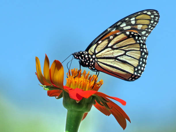 istock Toronto Lake Monarch on a Mexican Sunflower 2016 900997346