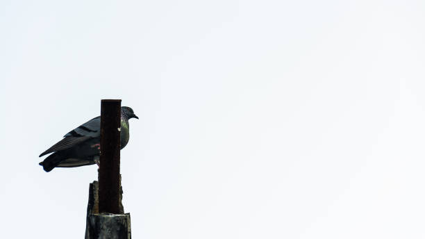 istock Dove on the roof . 900997656