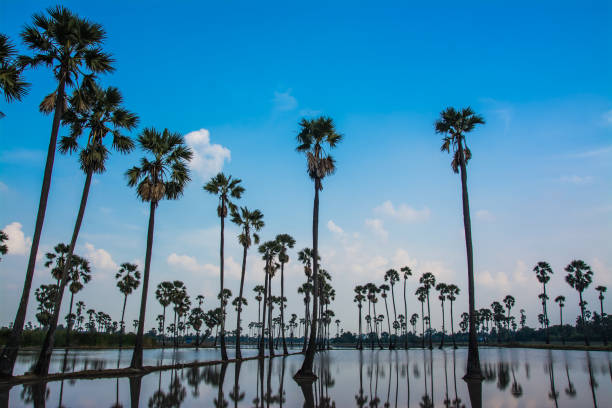 istock landscape of sugar palm tree in Thailand . 900998744
