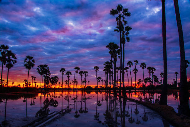 istock landscape of sugar palm tree in Twilight time ,Thailand 900998972