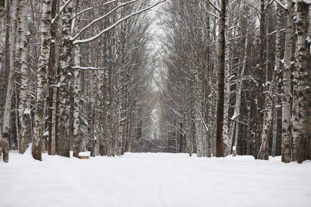 Winter snowy day in a beautiful at the edge of the forest