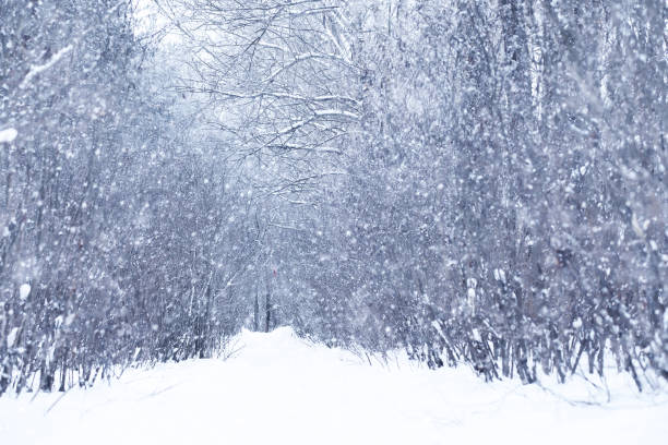 istock Winter snowy day in a beautiful forest 901008530