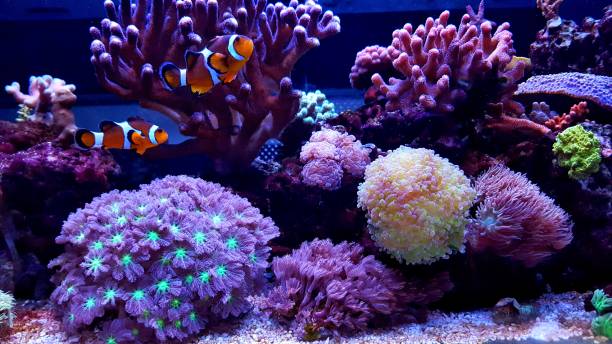 istock Clownfish in saltwater aquarium reef tank 901017036