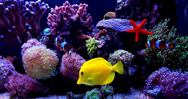 Zebrasoma Yellow Tang in saltwater reef aquarium tank One of the most popular saltwater fish in reef aquarium tanks coral sea stock pictures, royalty-free photos & images