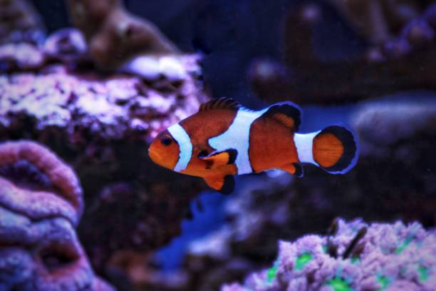 istock Clownfish in saltwater aquarium reef tank 901017434