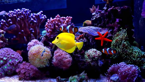 istock Coral reef aquarium tank scene 901017720