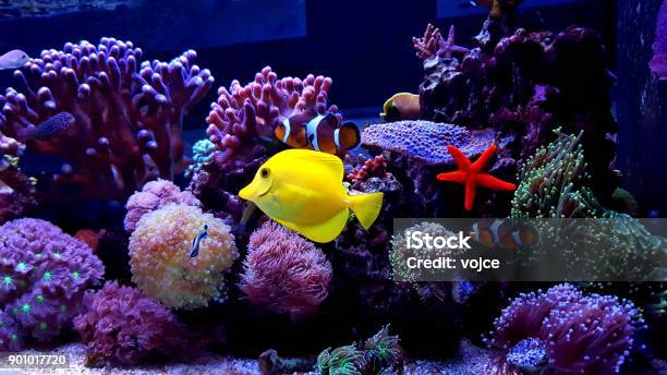 Coral Reef Aquarium Tank Scene Stock Photo - Download Image Now - Fish Tank, Aquarium, Cape Coral