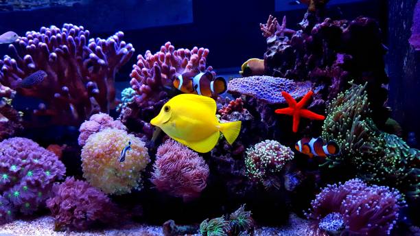коралловый риф аквариум танк сцены - sailfin tang стоковые фото и изображения