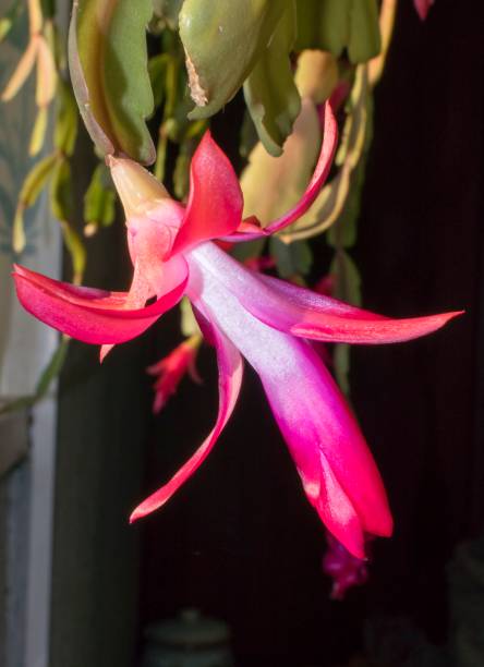 istock blooming the Christmas cactus 901031668