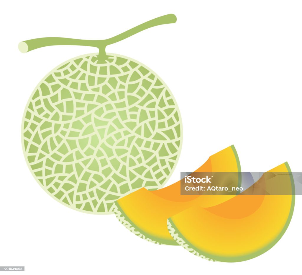 fresh melon, isolated on white background. fruit Melon stock vector