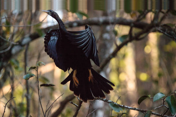 istock Female Anhinga bird called Anhinga anhinga 901037932