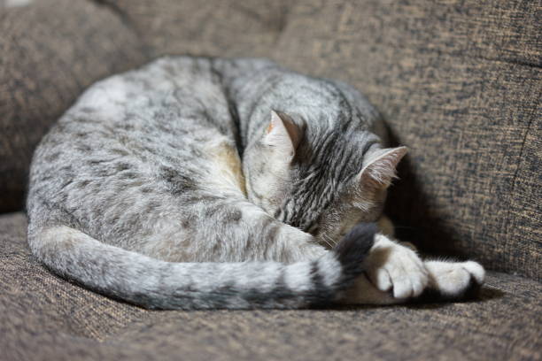 istock Egyptian mau in a room 901038118