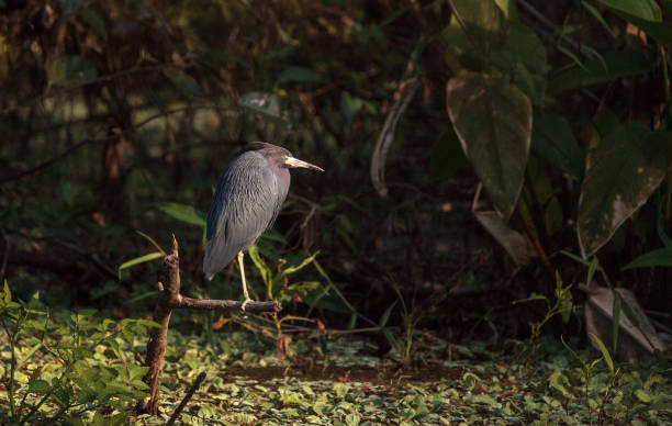 istock Little blue heron bird Egretta caerulea 901038386