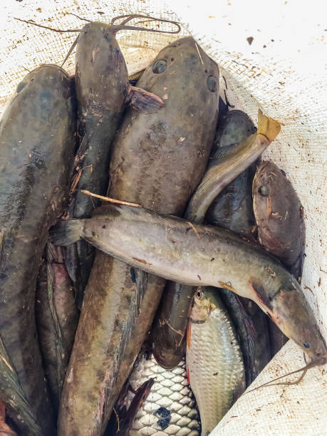 istock Catching snake head fish including catfish in plastic bag 901038630