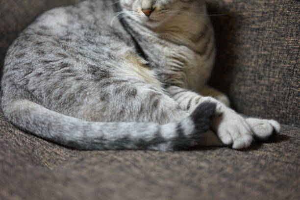 istock Egyptian mau in a room 901038660
