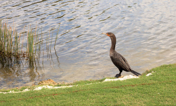 istock Double-crested Cormorant, Phalacrocorax auritus 901039046